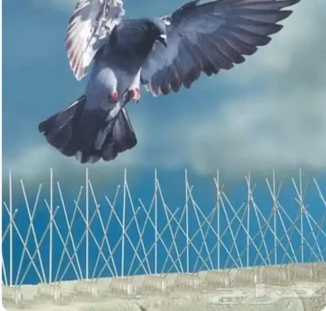 شركه تركيب طارد الحمام و طارد الطيور 4