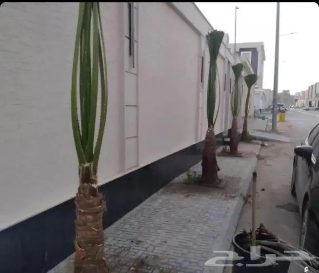 توجد لدينا جميع انواع نخل عربي وولوشنطني للبيع 2