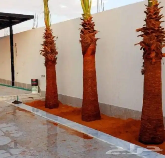 توجد لدينا جميع انواع نخل عربي وولوشنطني للبيع 1