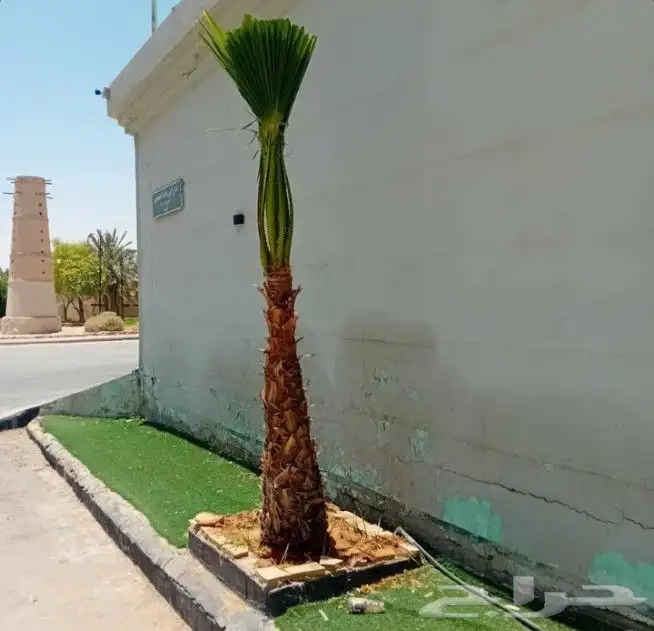 توجد لدينا جميع انواع نخل عربي وولوشنطني للبيع 4