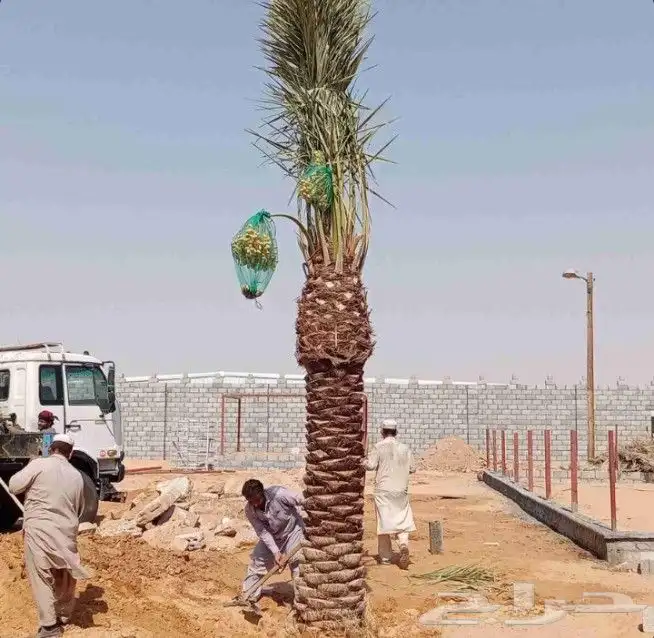 توجد لدينا جميع انواع نخل عربي وولوشنطني للبيع 0