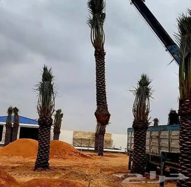 توجد لدينا جميع انواع نخل عربي وولوشنطني للبيع 5