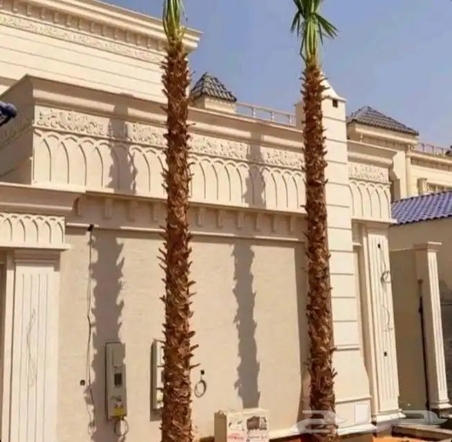 توجد لدينا جميع انواع نخل عربي وولوشنطني للبيع 3