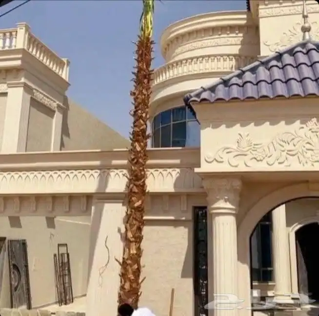 توجد لدينا جميع انواع نخل عربي وولوشنطني للبيع 6