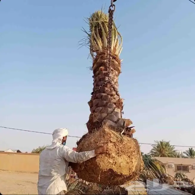 توجد لدينا جميع انواع نخل عربي وولوشنطني للبيع 7