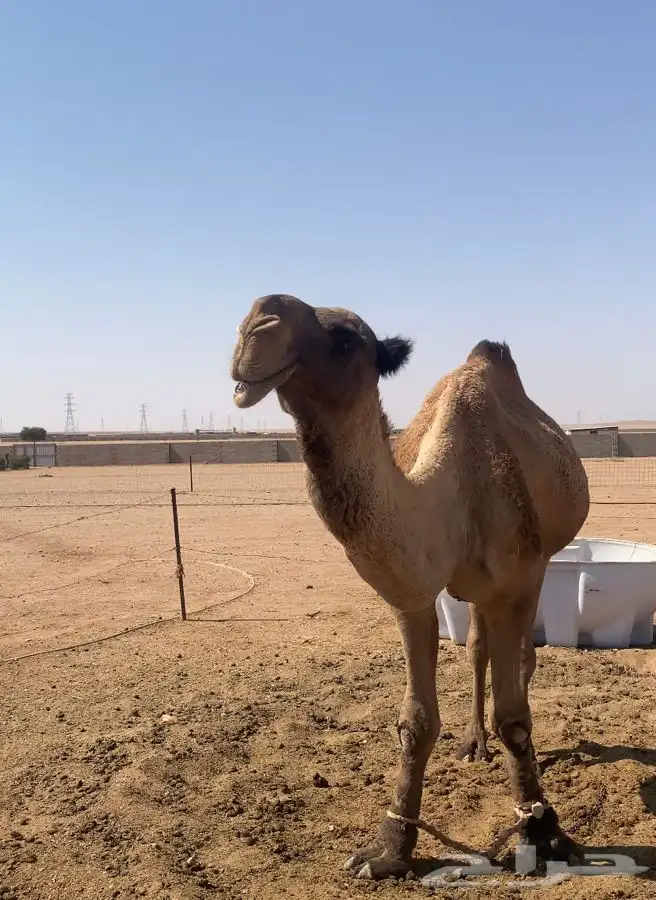 البعير المنتج سنه سديس 1