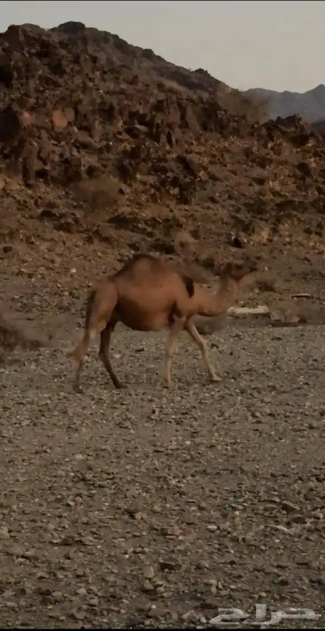 ناقه ملاقي 1