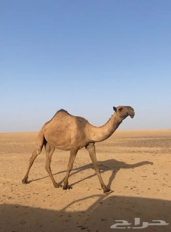 البعير المنتج سنه سديس 5