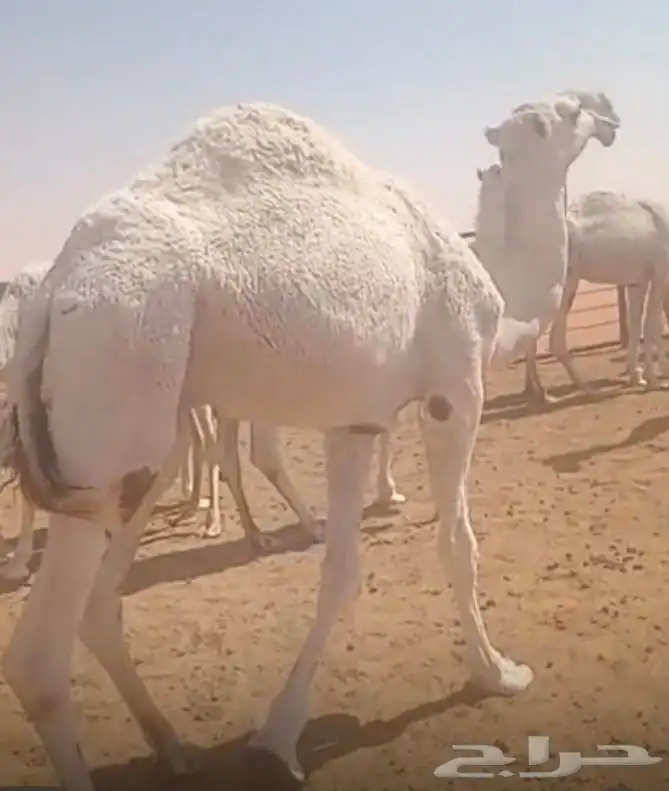 قعود حق. وبكرة مفرودة سمان 0