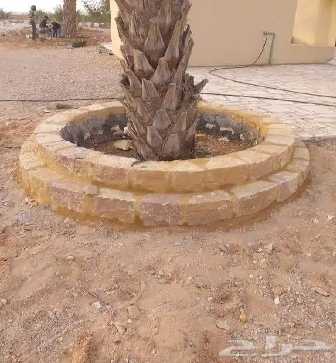 نخيل المجمعه 4