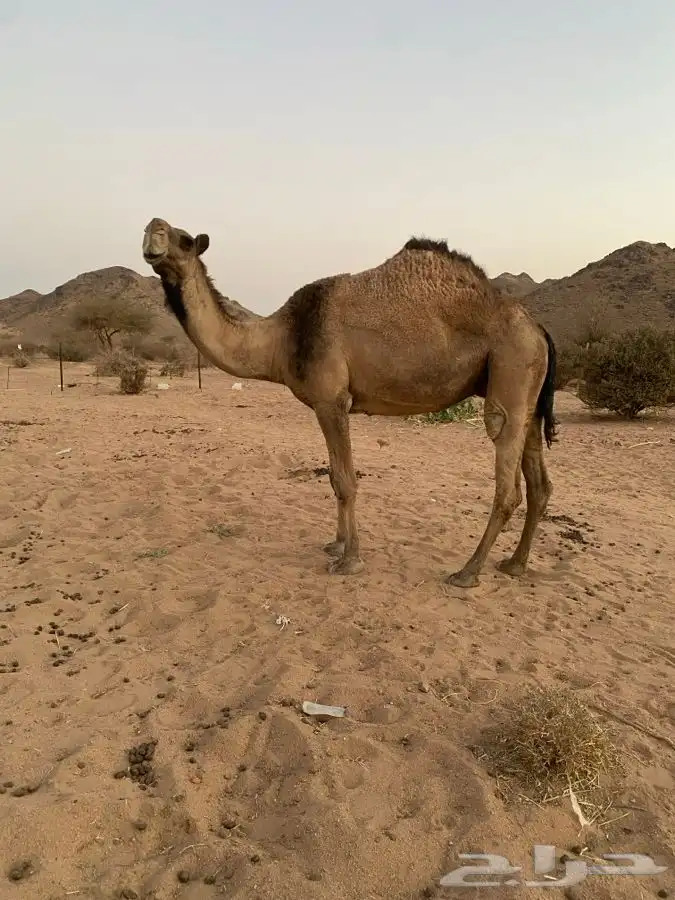 لقحه علي جميع الشروط 1