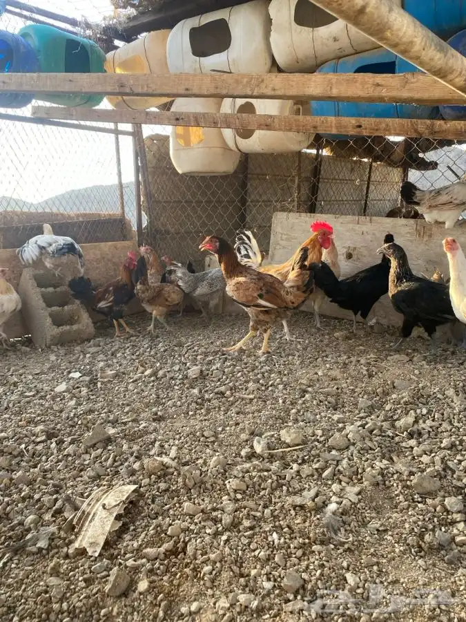 دجاج للبيع الموقع الوجه 2
