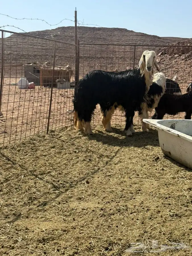 خروف نجدي ربااع راس وطول وجرم مشاء الله 3