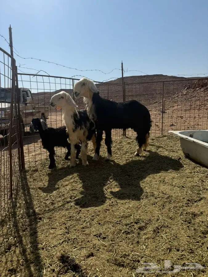 خروف نجدي ربااع راس وطول وجرم مشاء الله 2