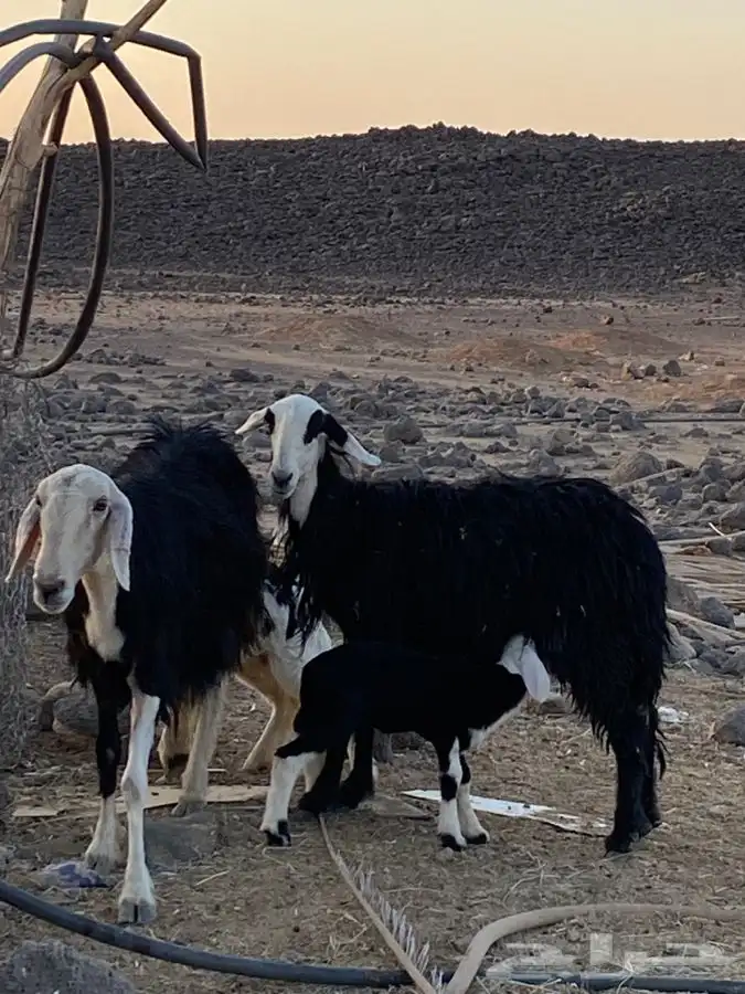 ضان نجد كفووو 1