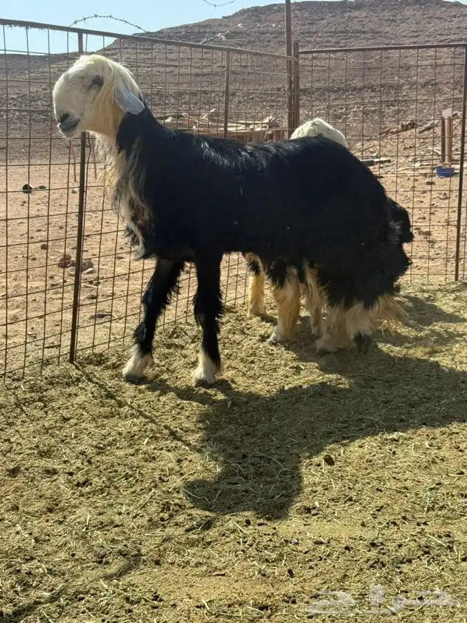 خروف نجدي ربااع راس وطول وجرم مشاء الله 0
