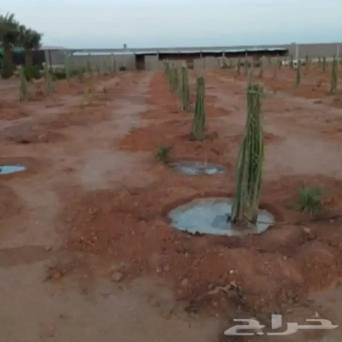 يوجد لدينا جميع انواع النخيل 2