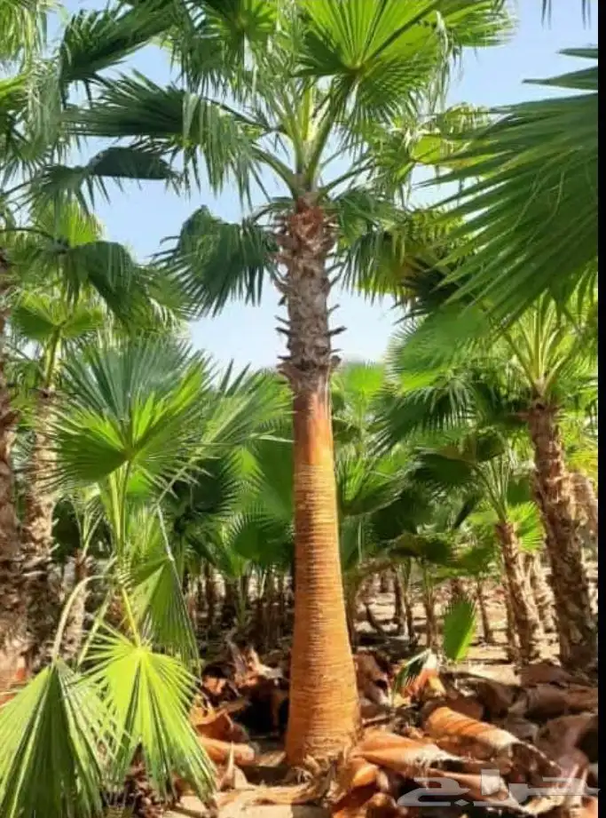 نخل واشنطوني زينه 8