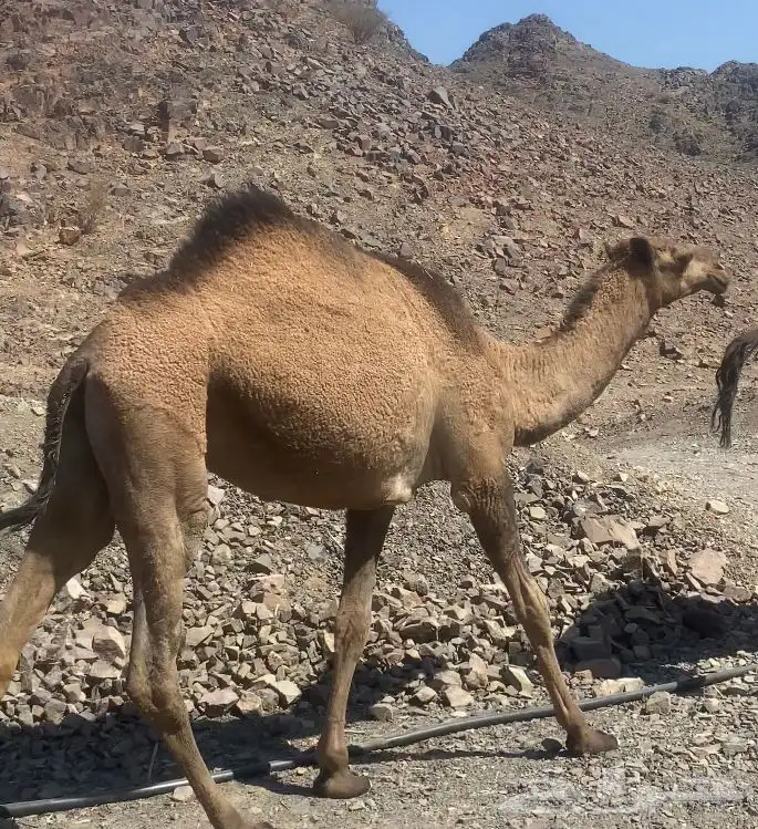 بكره صفر كفو تم البيع 2