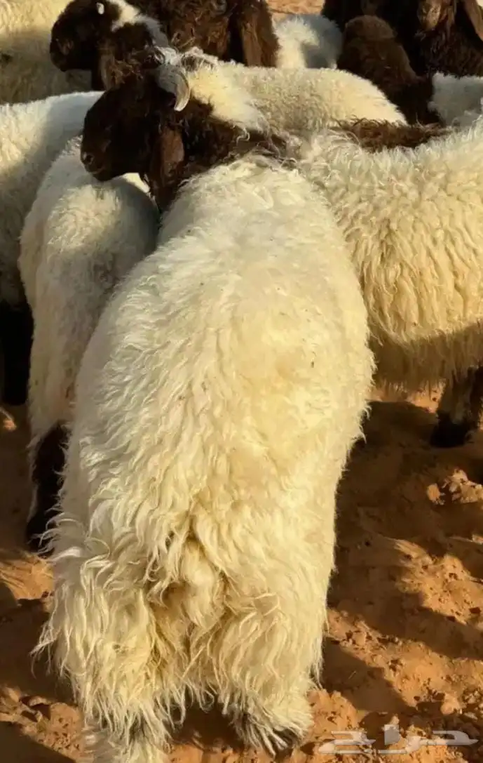 طليان مفاطيح جزله وهرفي فاخر 2