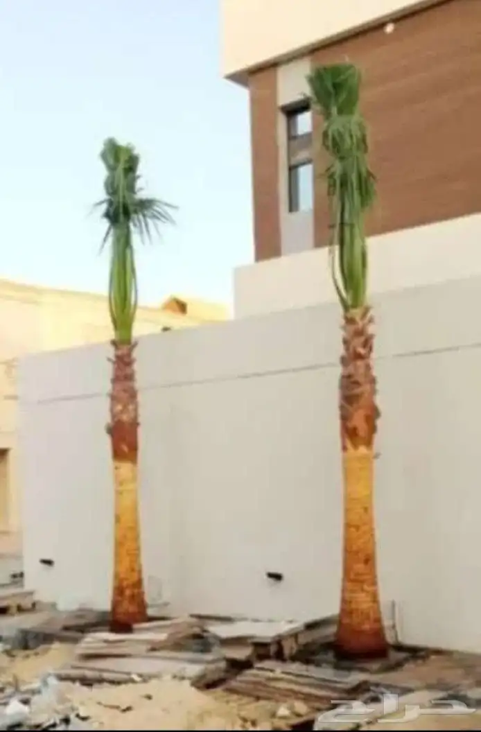 نخل واشنطوني زينه 2