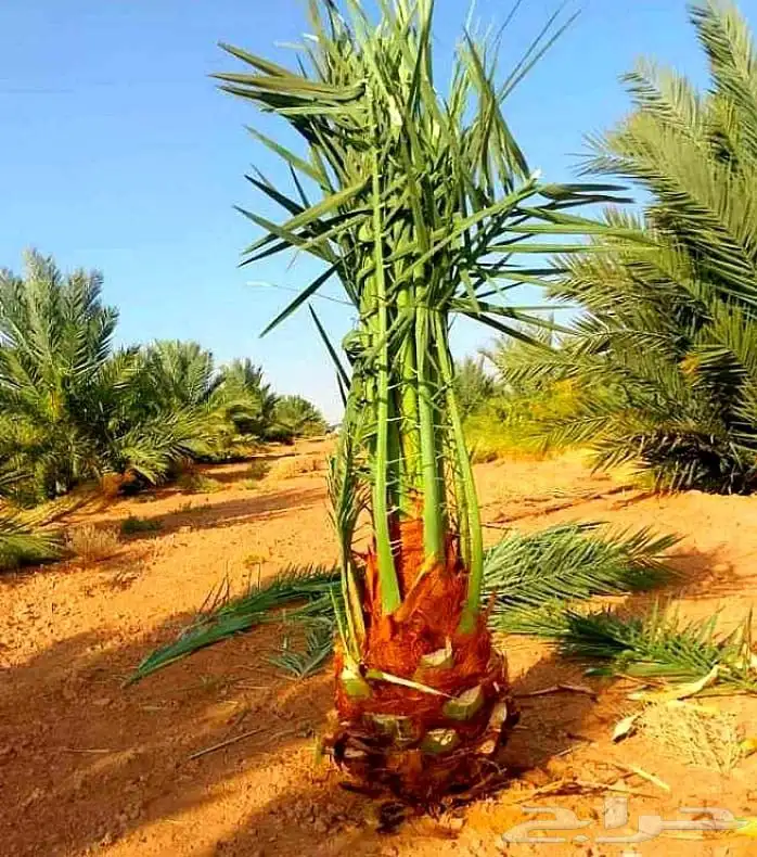 نخل للبيع نخيل نقايل جثايث مثمر خلاص صقعي سكري شيشي برحي سلج 0