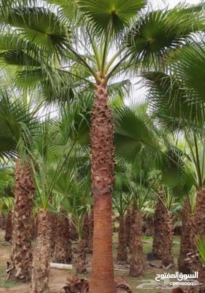 تنسيق الحدائق المنزلية وتركيب العشب الصناعي 0