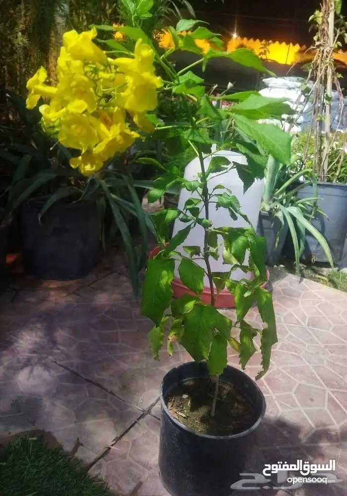 تنسيق الحدائق المنزلية وتركيب العشب الصناعي 11