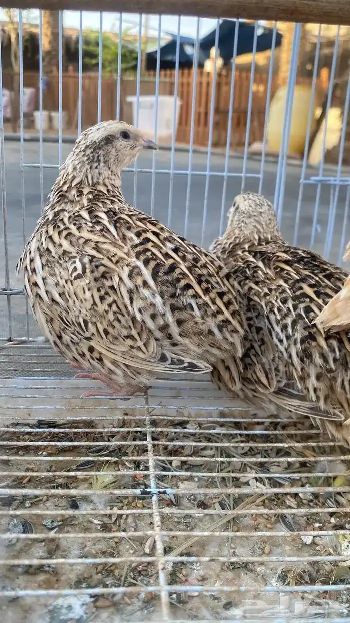 سمان كريمي 0