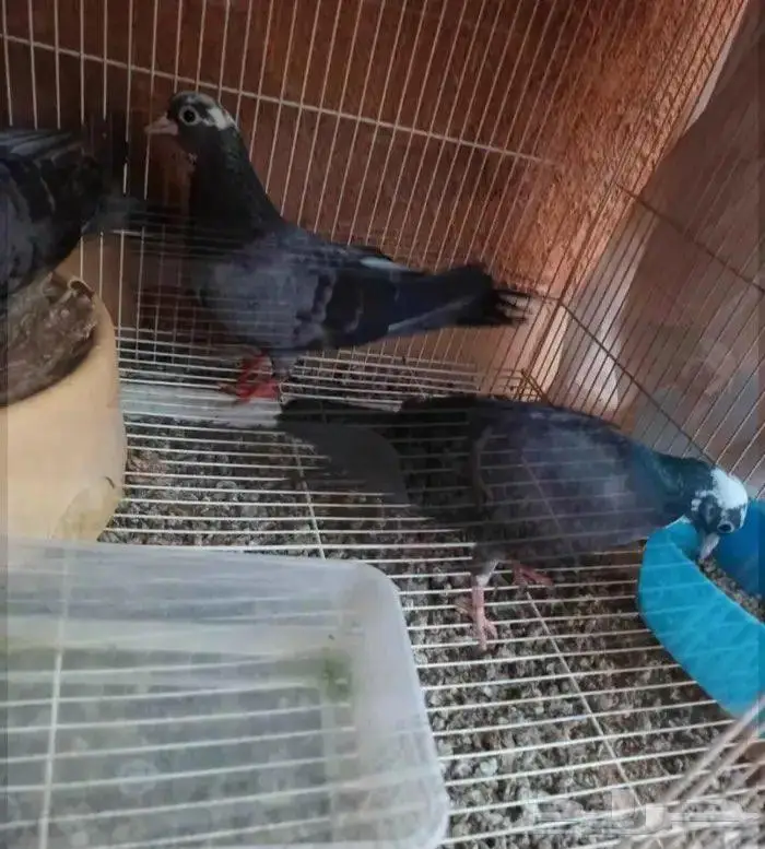 صنعاني شيبه مع ولده 3