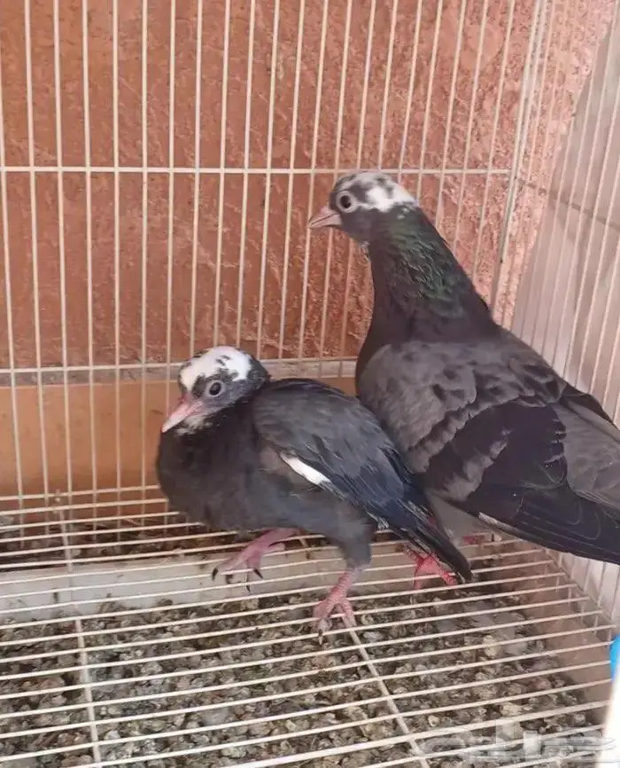 صنعاني شيبه مع ولده 2