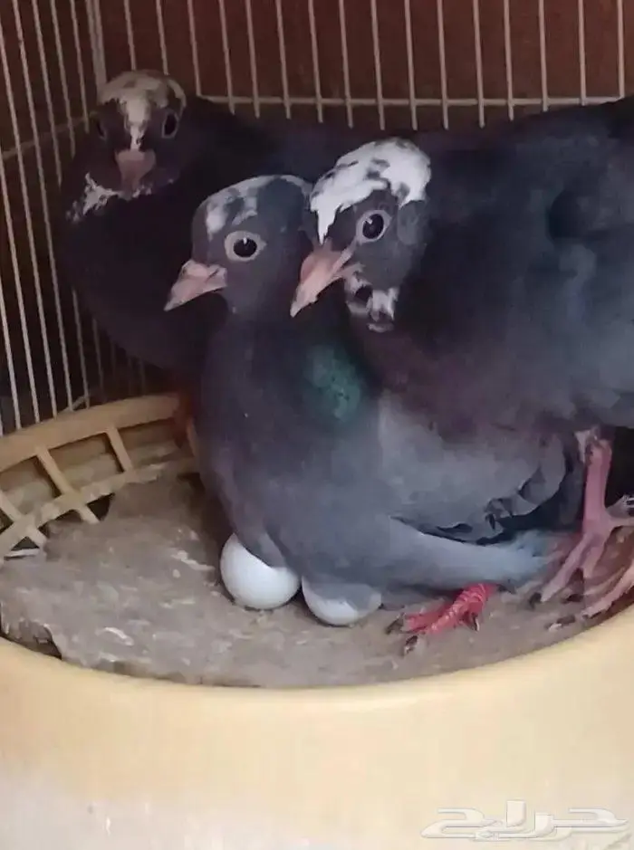 صنعاني شيبه مع ولده 0