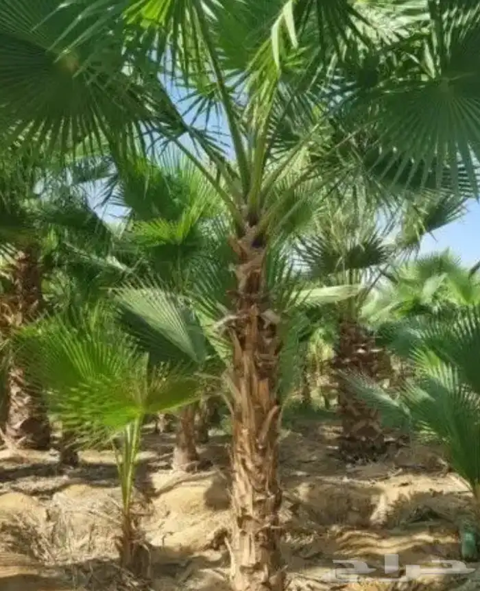 تنسيق الحدائق المنزلية وتركيب العشب الصناعي 14