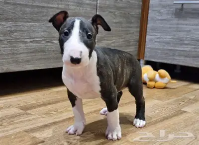 جراء بول تيرير من روسيا index