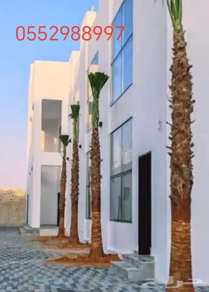 نخل واشنطني وعربي 1