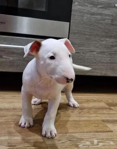 جراء بول تيرير من روسيا index