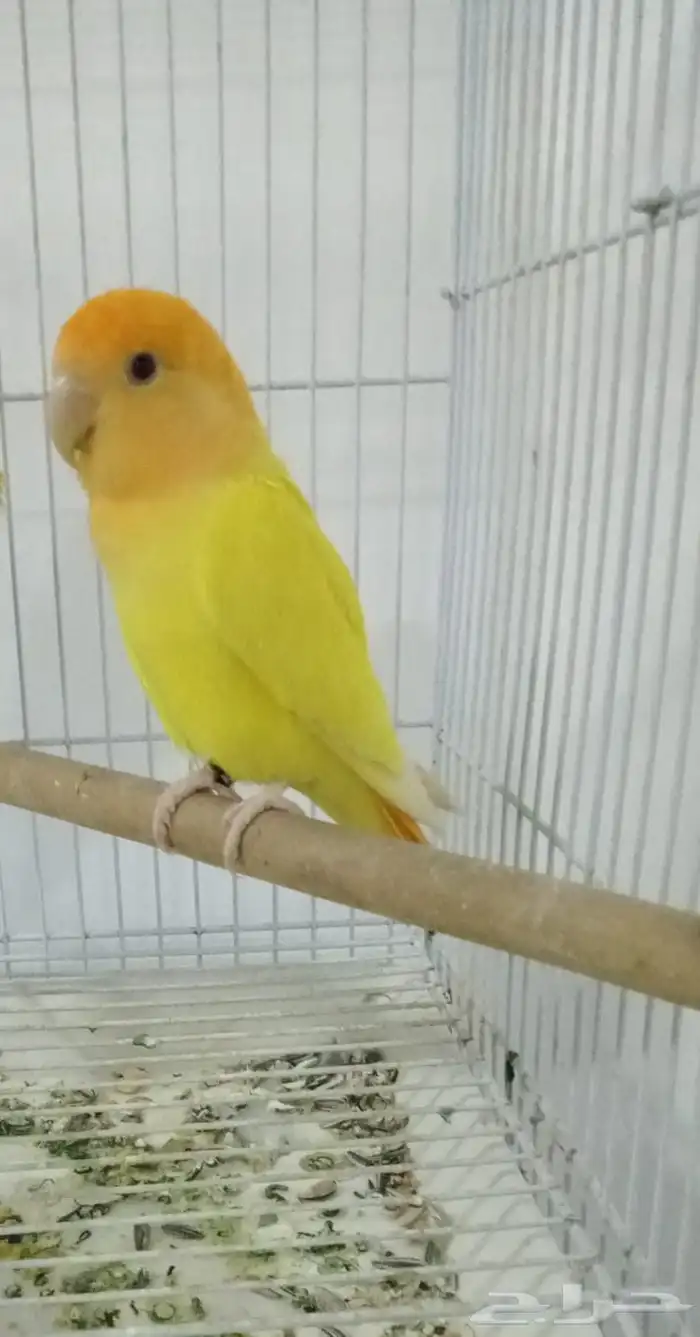 ذكر روز اورنج اوبلاين الأنتاج 0