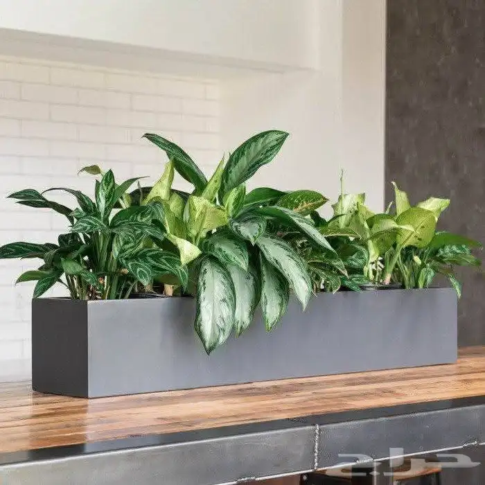 مؤسسة زهرة الخليج الزراعية -نجران -دحضة 3