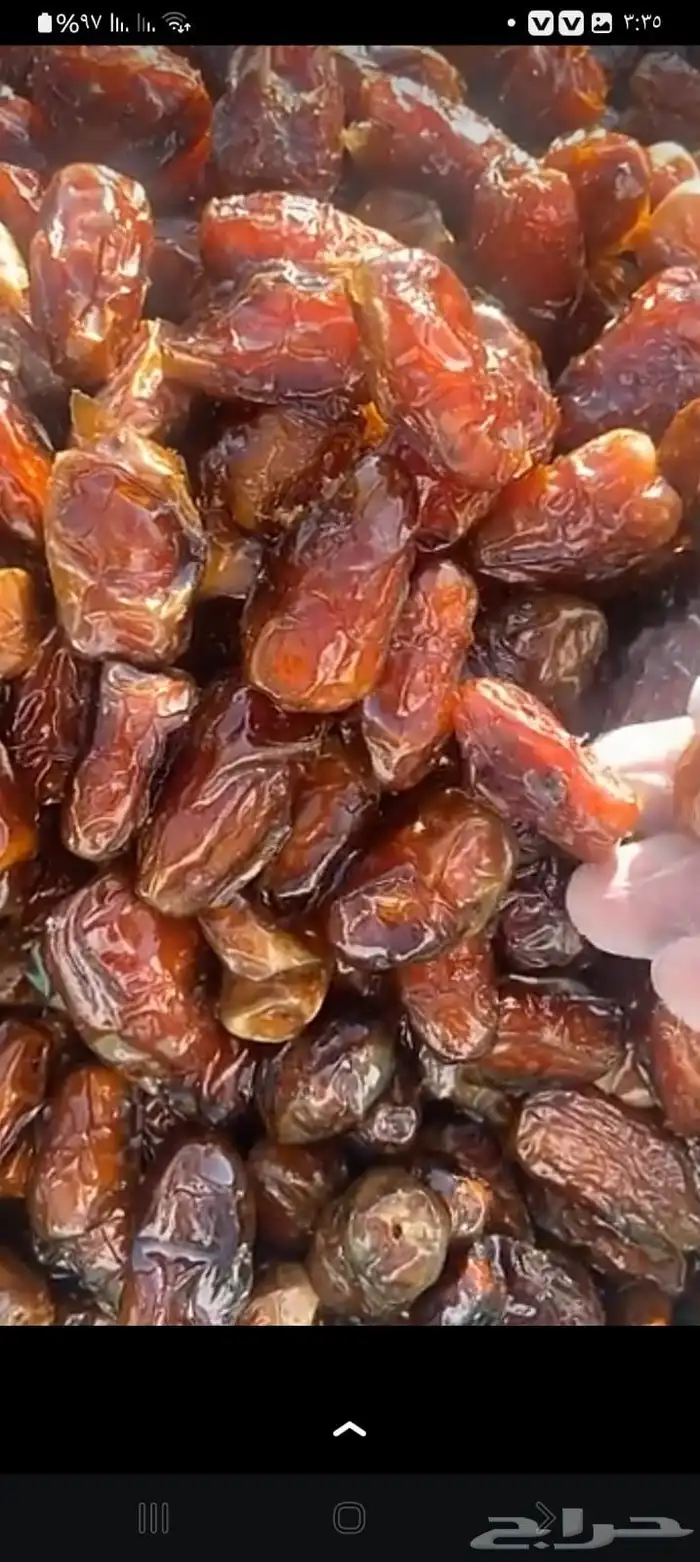 تمور حائل الفاخره 8