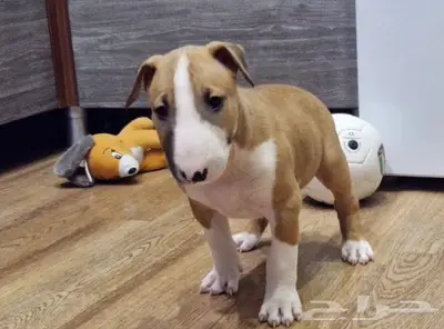 جراء بول تيرير من روسيا index