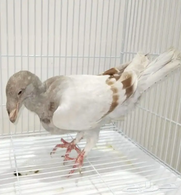 جوز أكسبيشن هومر منتج 20