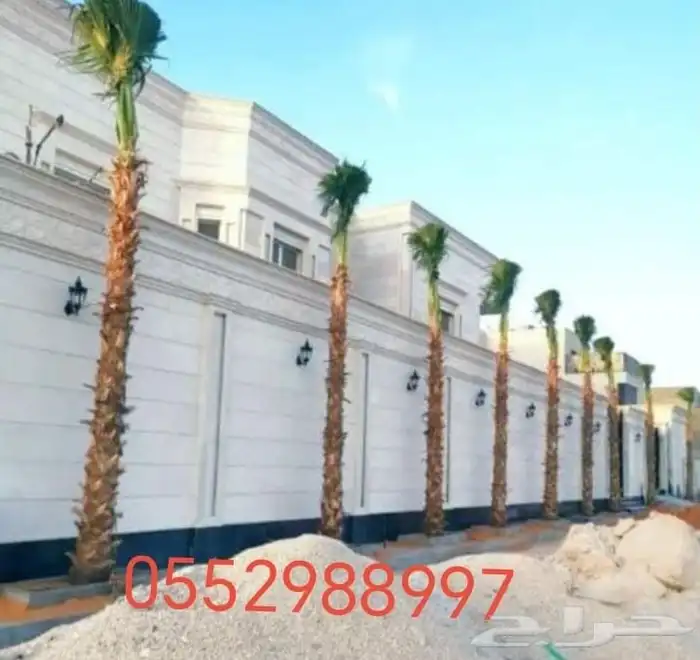 نخل واشنطني وعربي 4