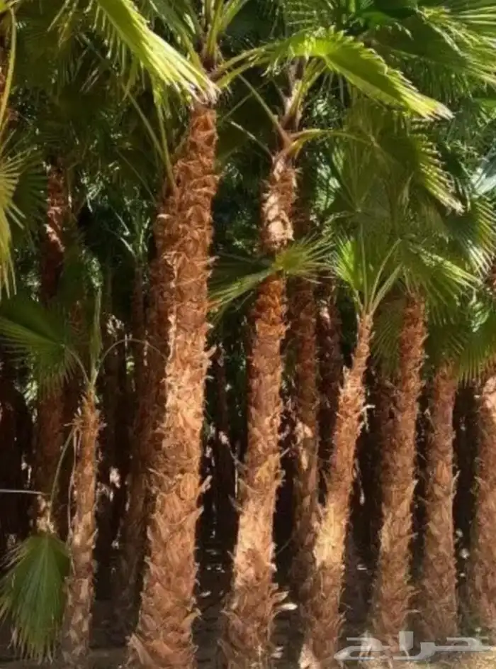 نخل واشنطني وعربي 0