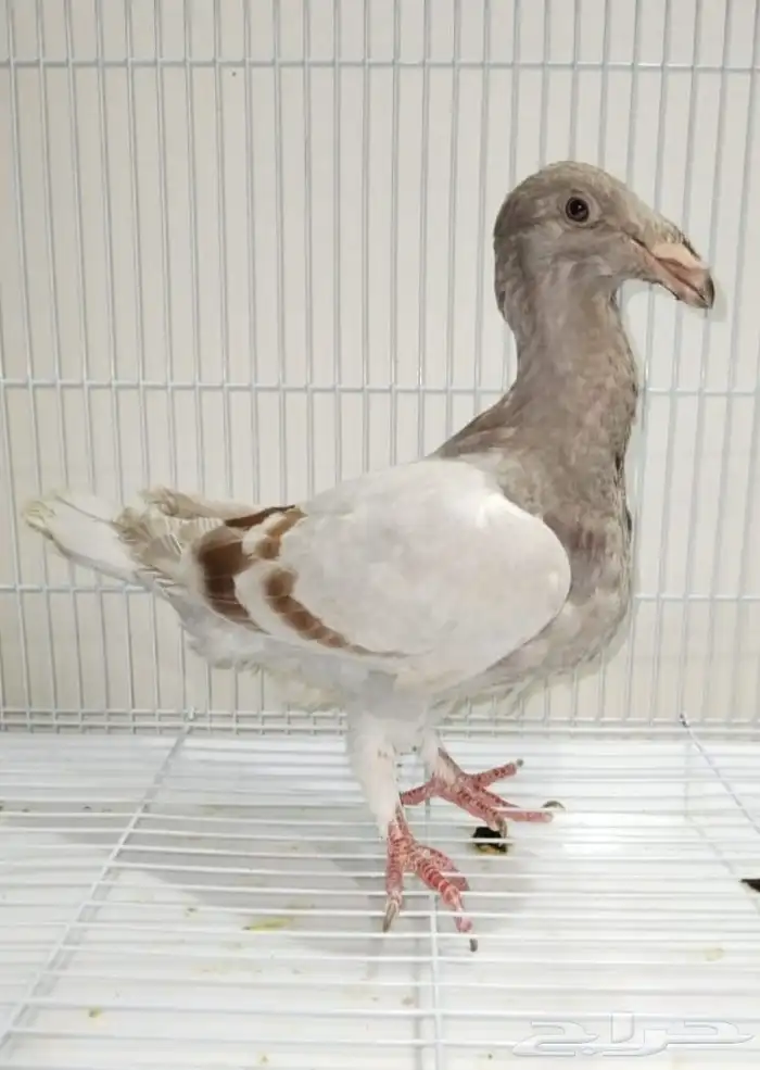 جوز أكسبيشن هومر منتج 19