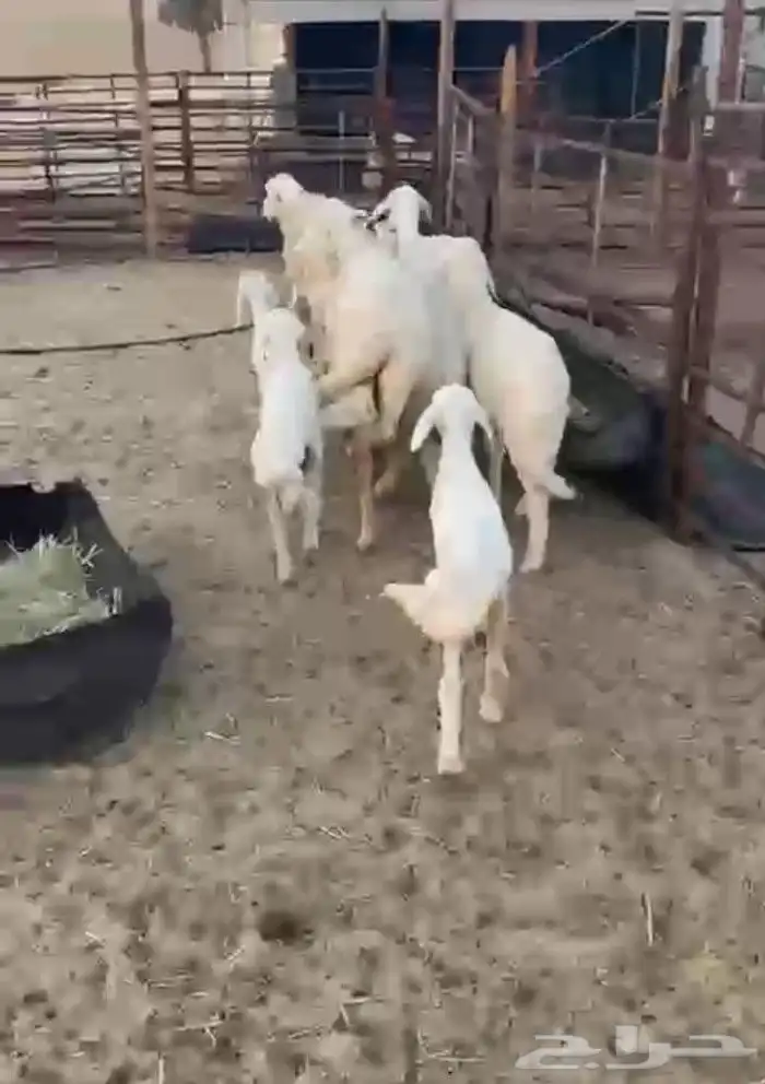 غنم رغايث حريات 3حدرها 5ربع وصاف شبب جرم وطرف 2