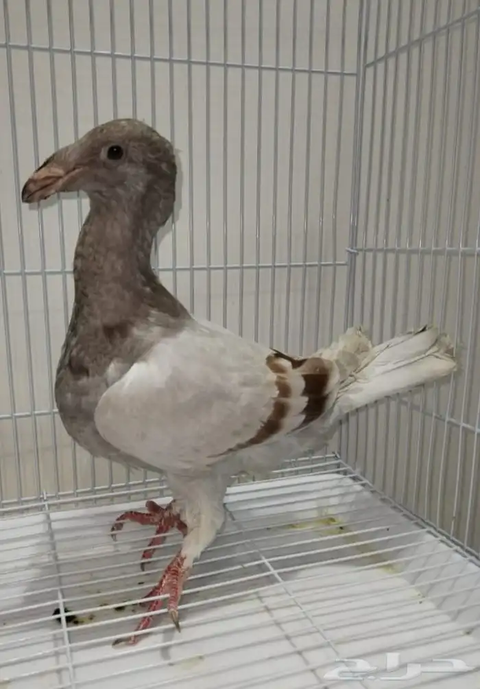 جوز أكسبيشن هومر منتج 18