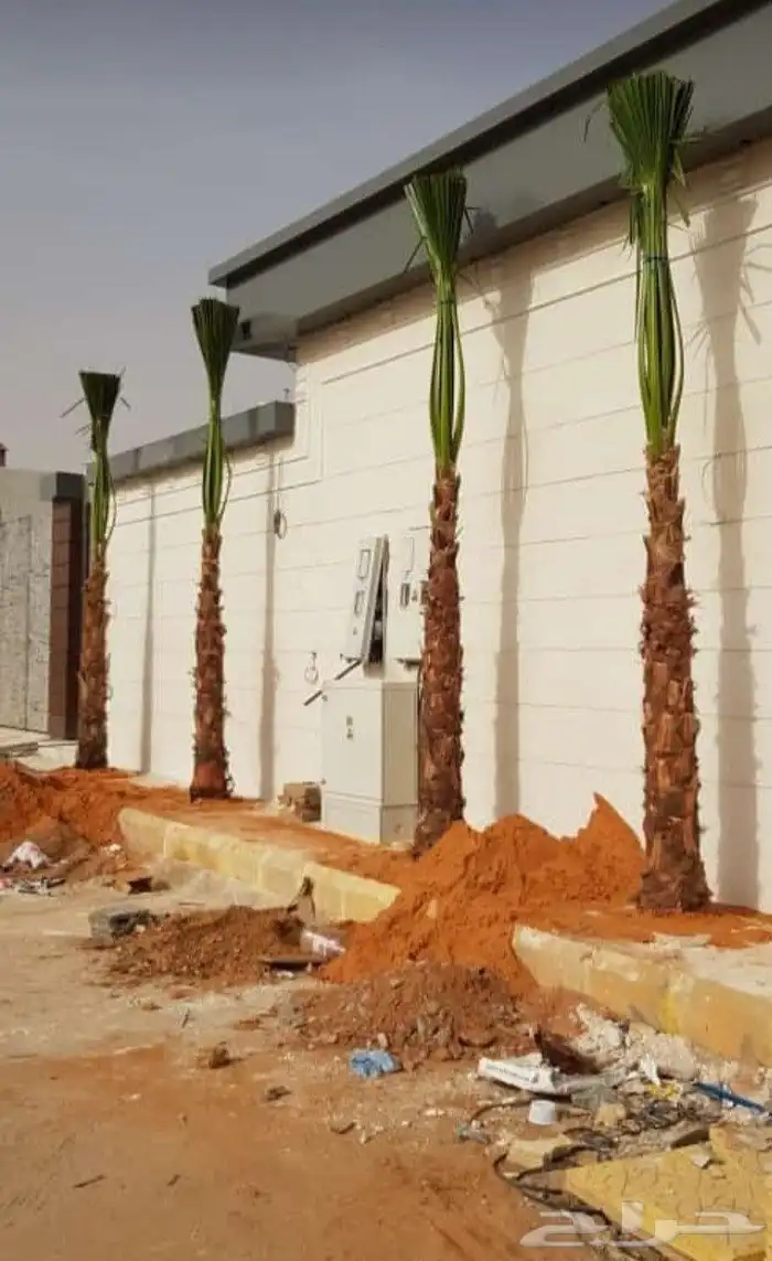 نخل واشنطوني زينه 1