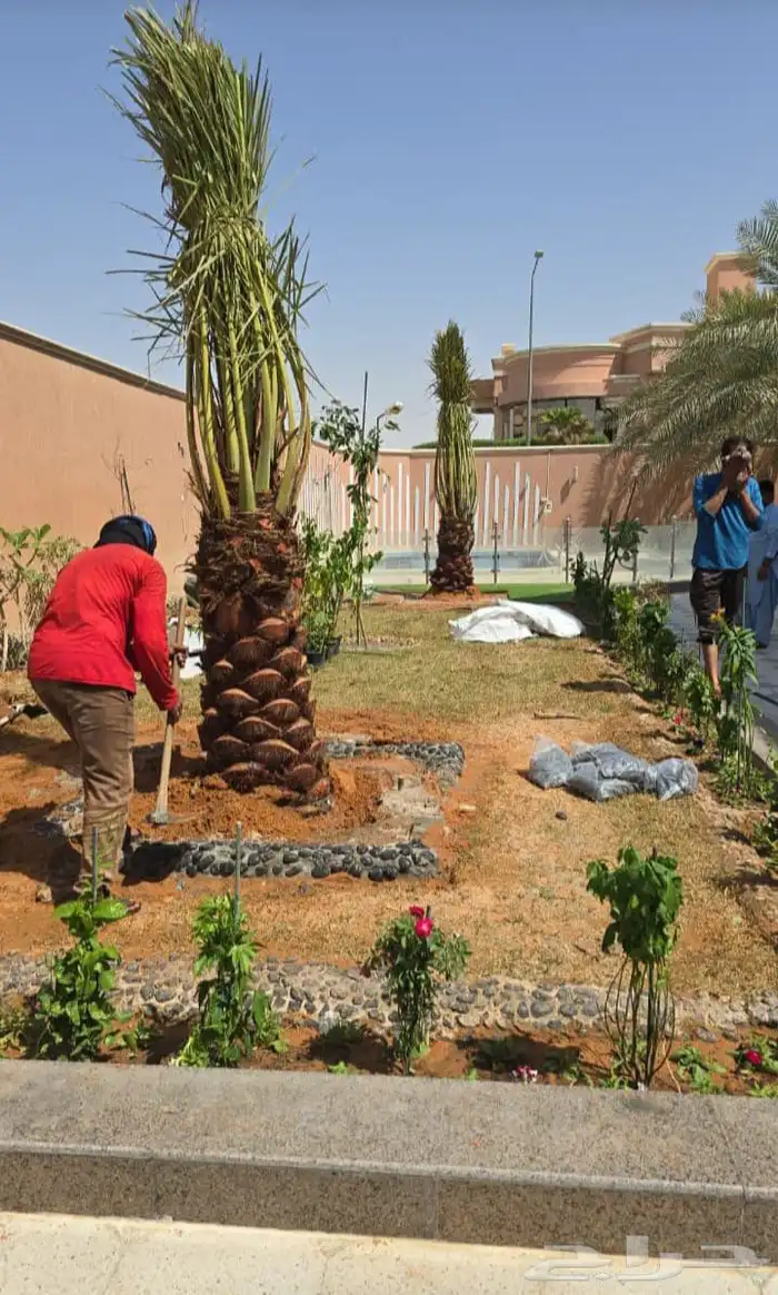 يوجد لدينا جميع انواع النخيل 3