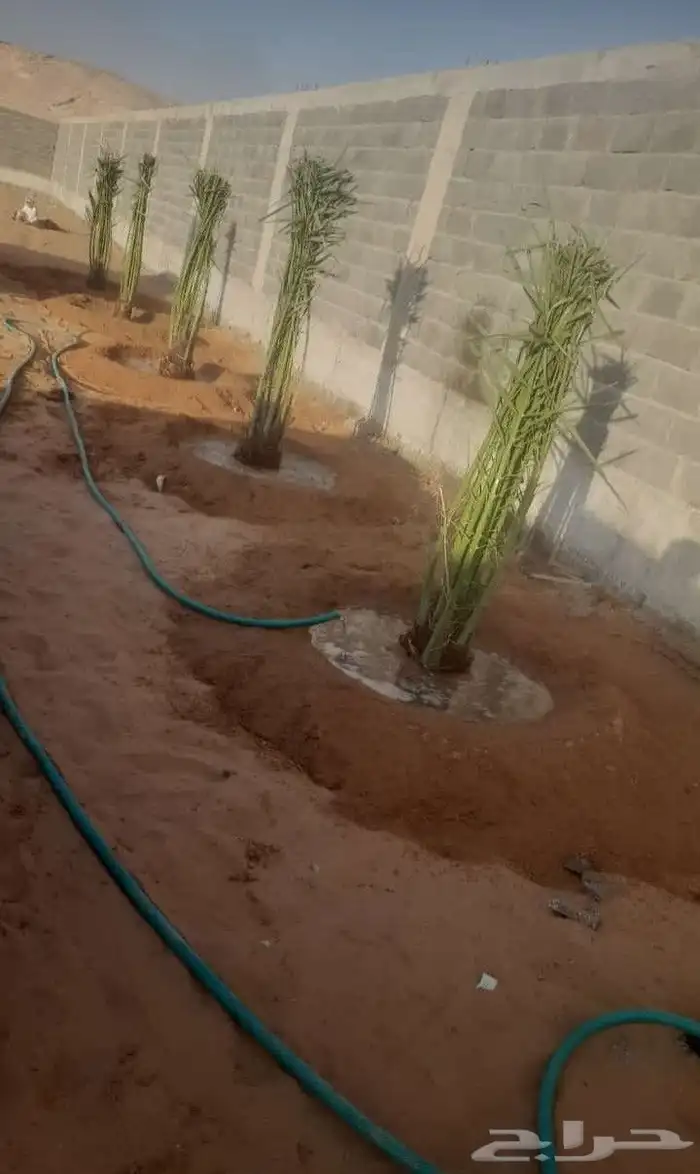 نخل المجمعه 6