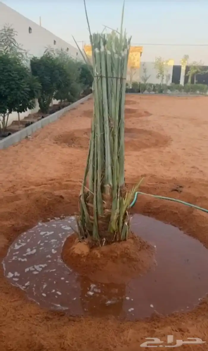 يوجد لدينا جميع انواع النخيل 1